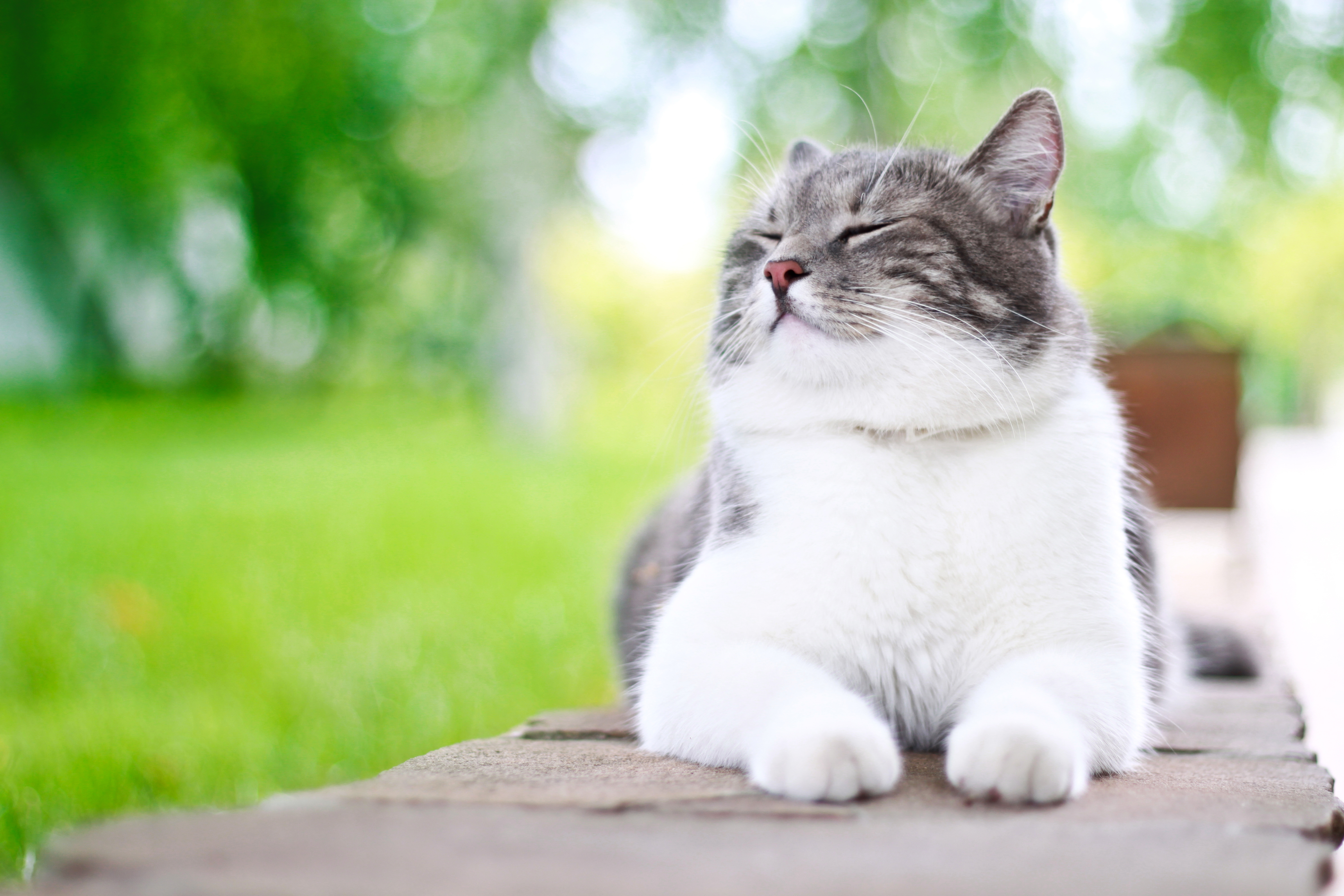 Cute cat enjoying himself outdoors